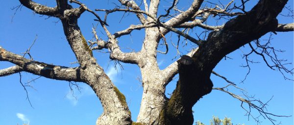 arbre