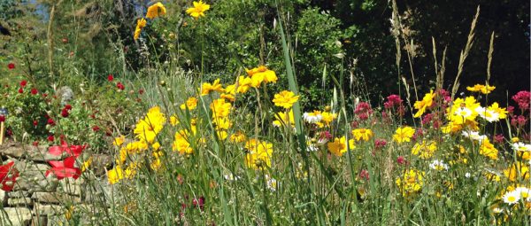 fleurs-des-champs